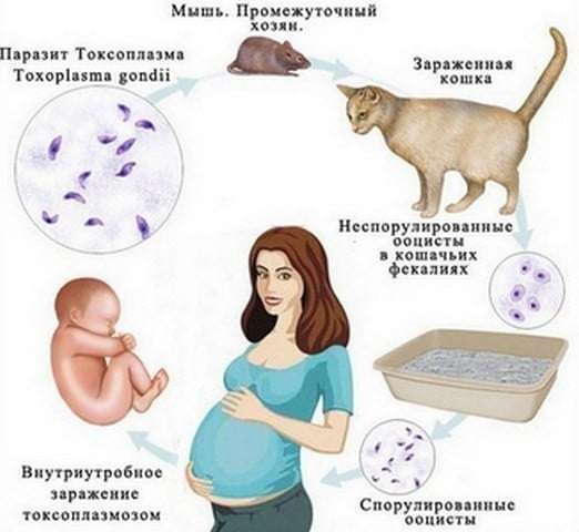 Токсоплазмоз у ребенка симтомы и лечение