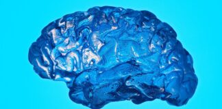 Novità quotidiane: come interrompere la routine migliora la memoria e la salute del cervello
